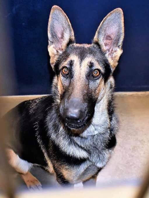 Terrified dog freaked out after being returned to shelter – she needs a loving home