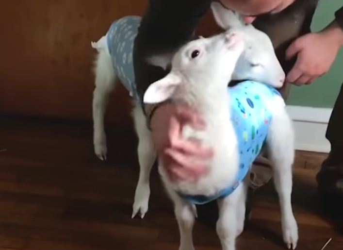 Rescued Lambs Dance Together When They’re Happy