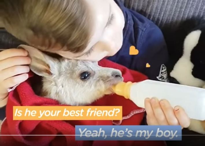 Boy And His Baby Kangaroo Are Inseparable