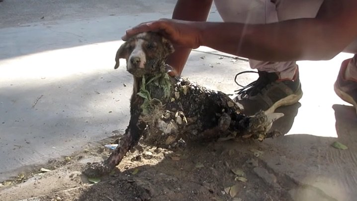 Stray Puppy Stuck In Tar Terrified Until Rescuers Come to Free Him