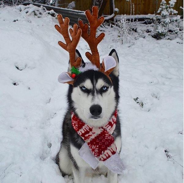 Grumpy Husky Hilariously Doesn’t Want to Play Santa’s Reindeer In Photoshoot