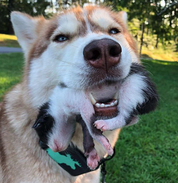 Husky Leads Owner Into The Woods And Comes Up With A Kitten In Her Mouth