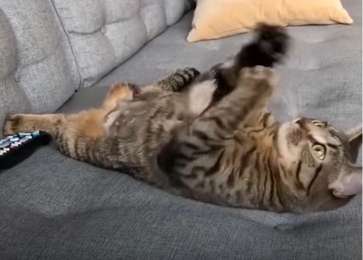Kitten Who Had To Get Her Leg Removed Is SUCH A Fighter