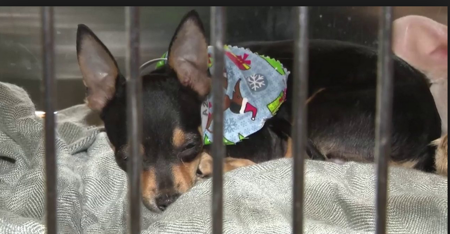 Owner surrenders 20 Chiweenies found inside of his home