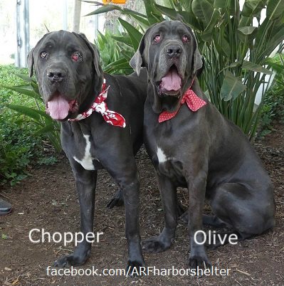 Olive and Chopper: Best buds whose owner never came back