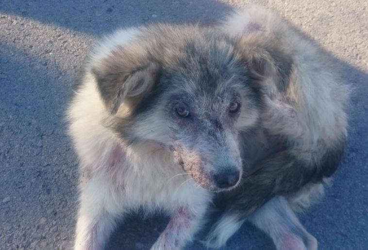 Girl Overcomes Fear Of Dogs To Save One Being Pelted With Rocks By School Kids