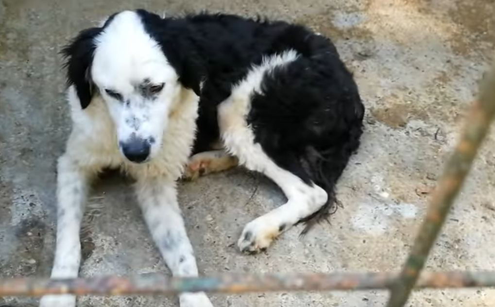 Stuck in a Pound Her Whole Life, This Scared Dog Began to Lose All Hope