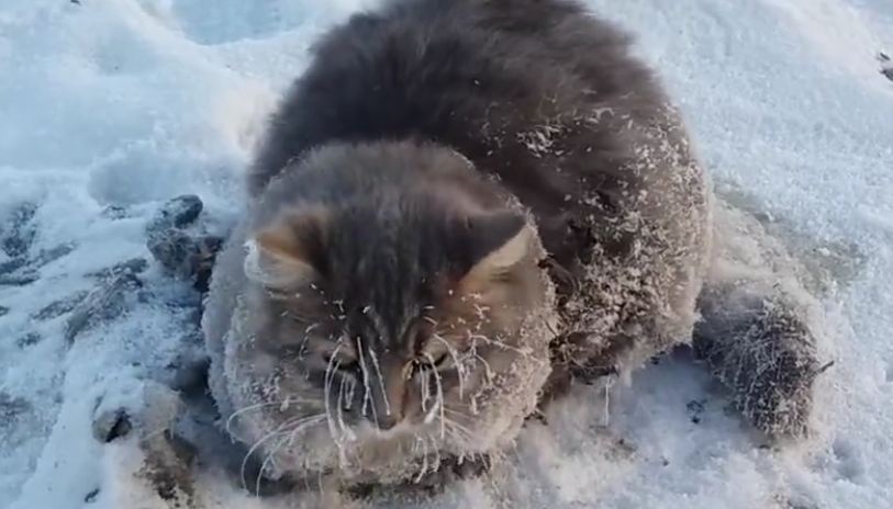 Frozen Kitty Gets A Second Chance At Life