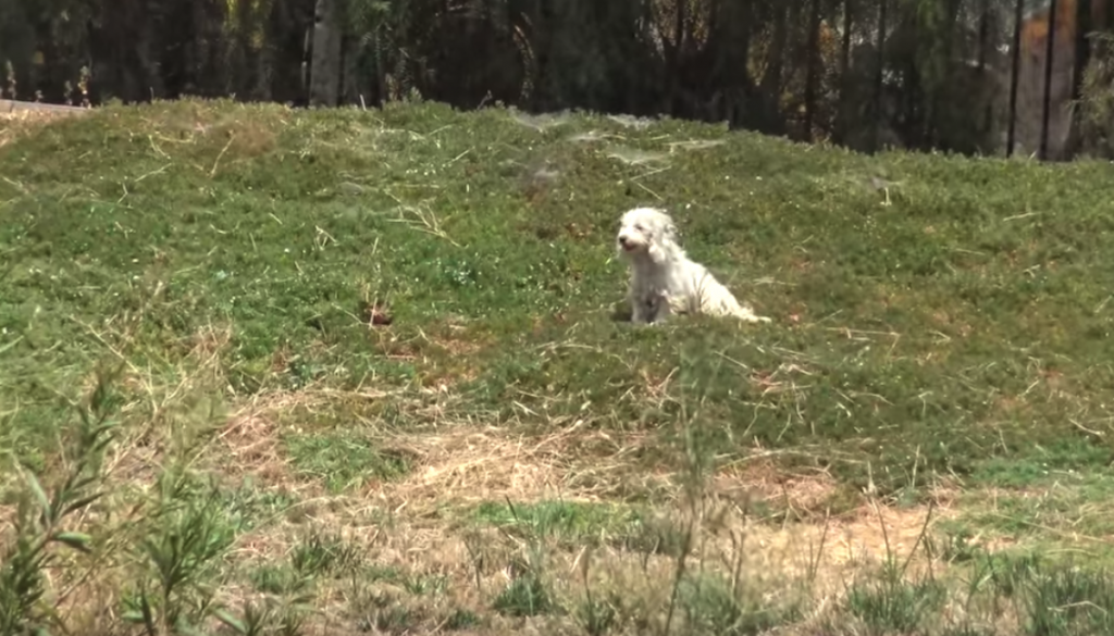 Abandoned Dog Family Hid In A Field Wondering If They Could Trust Anyone