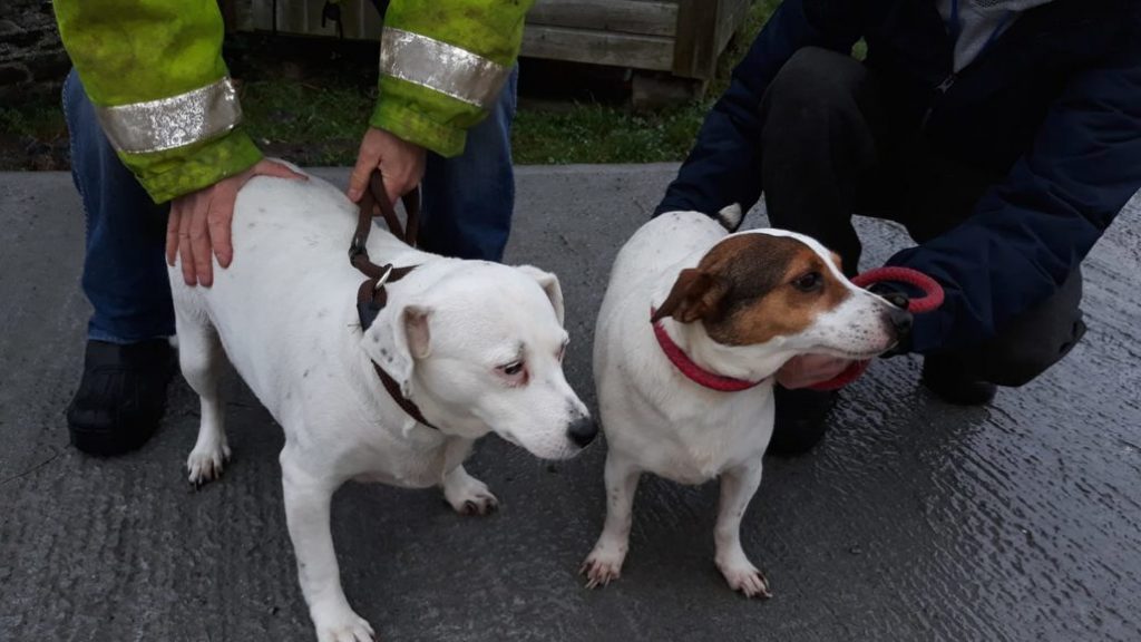 Heartbroken dogs stayed with their dead owner until police arrived