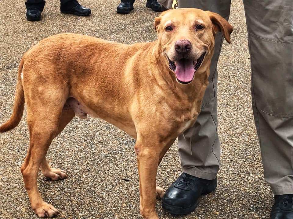 Retired K-9 partner dumped at shelter is adopted by his former trainer