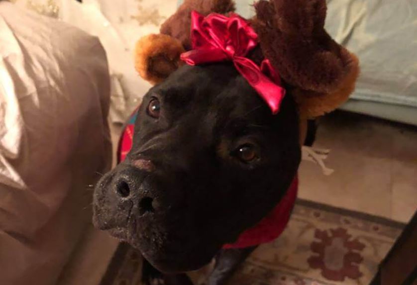 Christmas miracle needed: Three years and Hector still doesn’t have a home