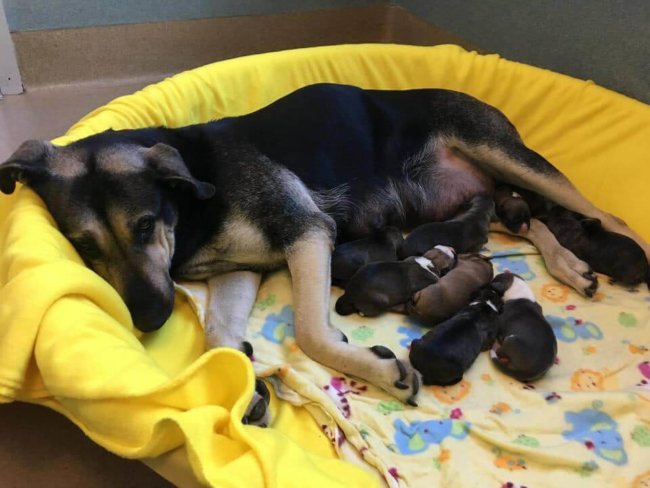 Pregnant shepherd dumped in night drop box at shelter