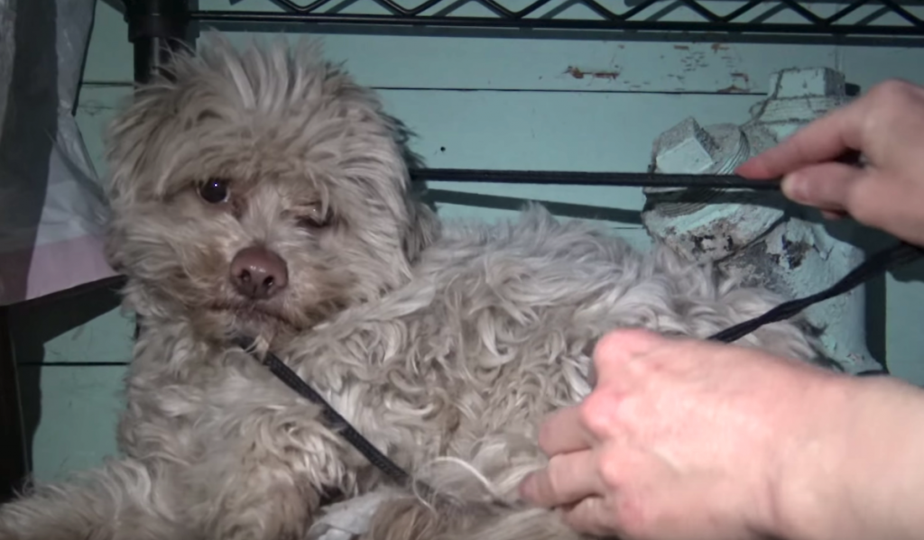 Homeless Dog Finds His Way Into Someone’s Garage To Hide From The World