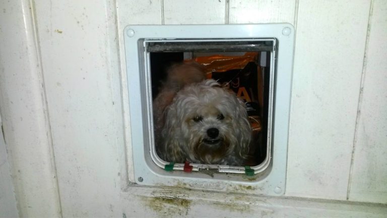 Naughty Dog Caught Sneaking Into Neighbor’s Homes And Pooping On Their Pillows