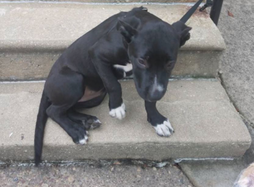 Dog Tied To A Railing And Abandoned Along With Pizza And A Sad Note