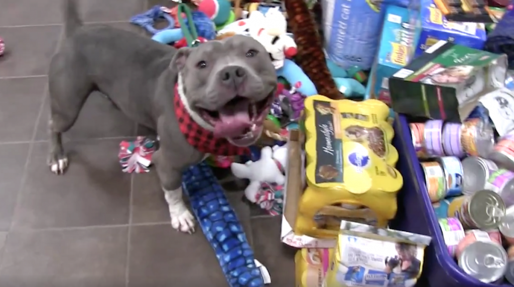 Shelter Has Their Animals Pick Out Gifts From Under The Tree Before Christmas