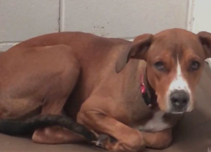 Just a pup – returned to packed shelter by foster because he chewed