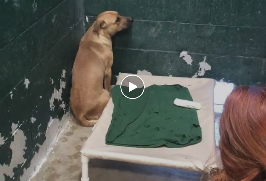 Surrendered dog shakes in fear – too scared to walk