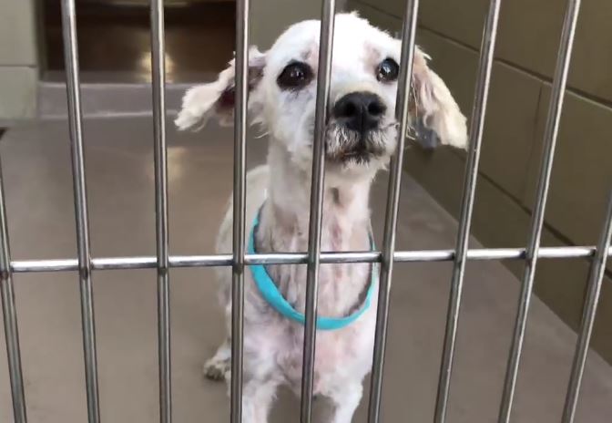 So confused – senior dog returned to busy shelter by his adopter