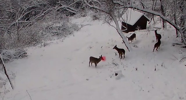 Hidden Camera Catches Rudolph The Red-Nosed Reindeer Playing with Santa’s Other Reindeer