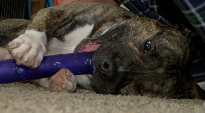 UPS Driver Takes Home Shelter Dog Who Jumped Into His Truck