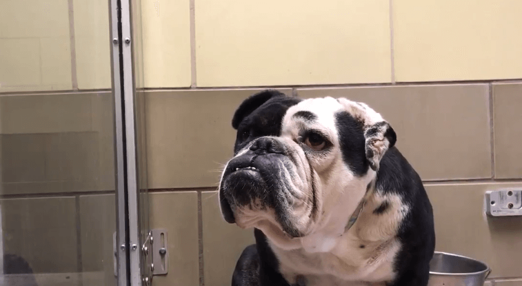 Matilda the English bulldog was saved: Can Zeus find safety too?