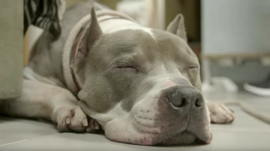 Neglected Pit Bull’s About To Step Inside A House For The Very First Time