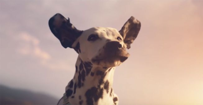 The Budweiser 2019 Super Bowl Clip Features The Clydesdales And One Happy Dog
