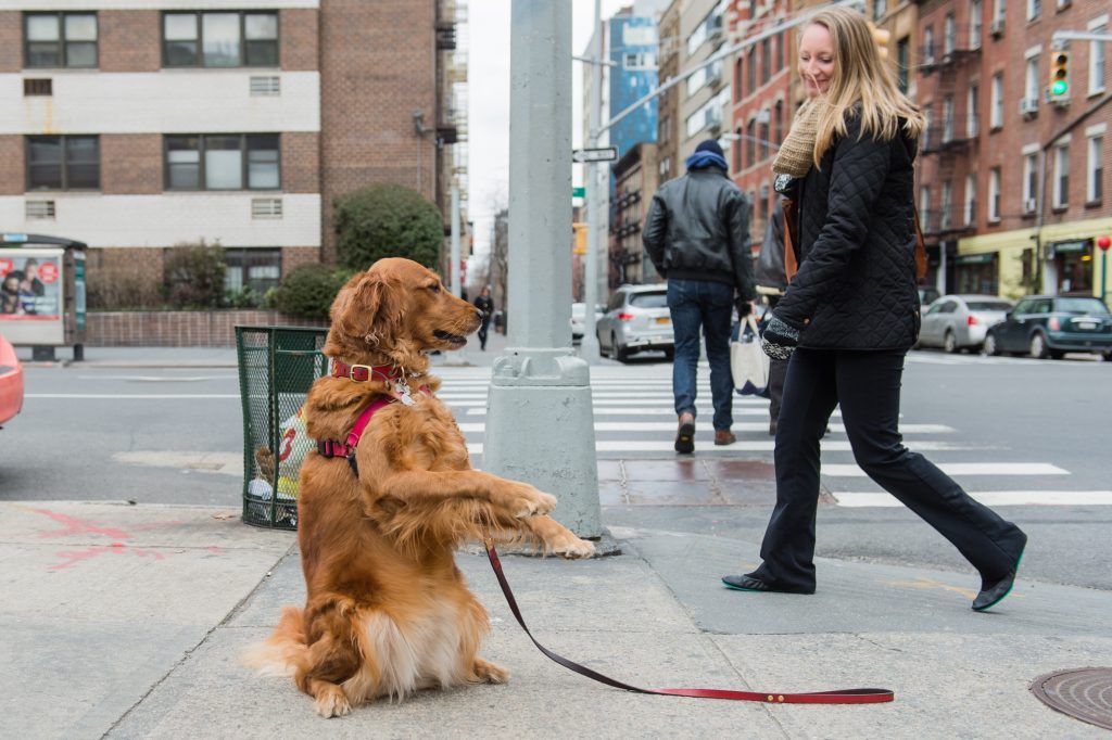 Meet the NYC Dog Who Stands on the Corner Offering Hugs