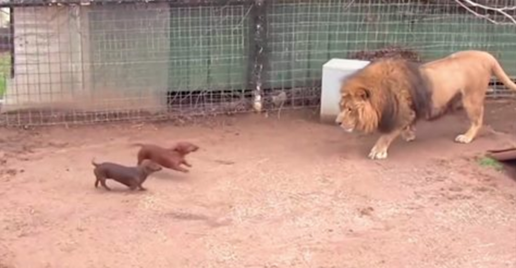 Wiener Dogs Go Right At The Lion, And Lion’s Next Move Has Bystanders Gawking