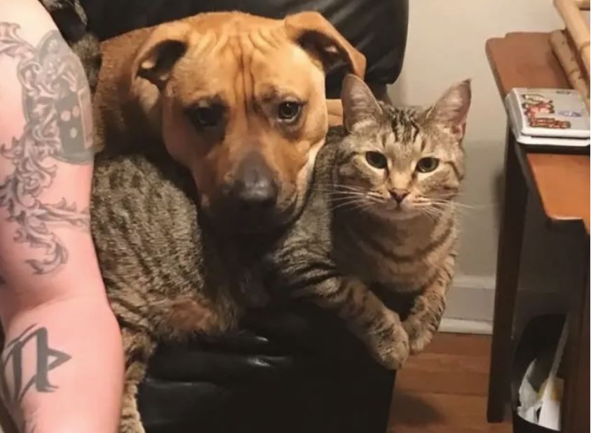 Awesome Dog And Cat Friendships That Help Make The World Go ‘Round