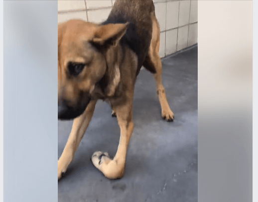 Horrible betrayal – dog with badly untreated leg break surrendered to shelter