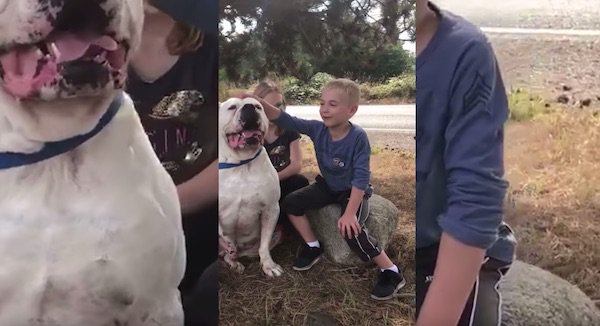 7-Year-Old ‘Dog Whisperer’ Who Has Rescued Over 1300 Dogs Awarded For Work
