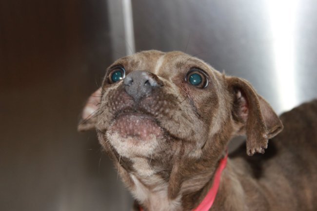 Starving dogs with embedded chains around their necks rescued by SPCA