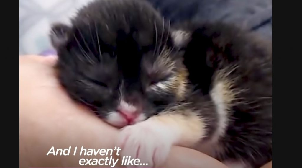 This Cleftie Kitten Is A Teeny-Tiny Superhero