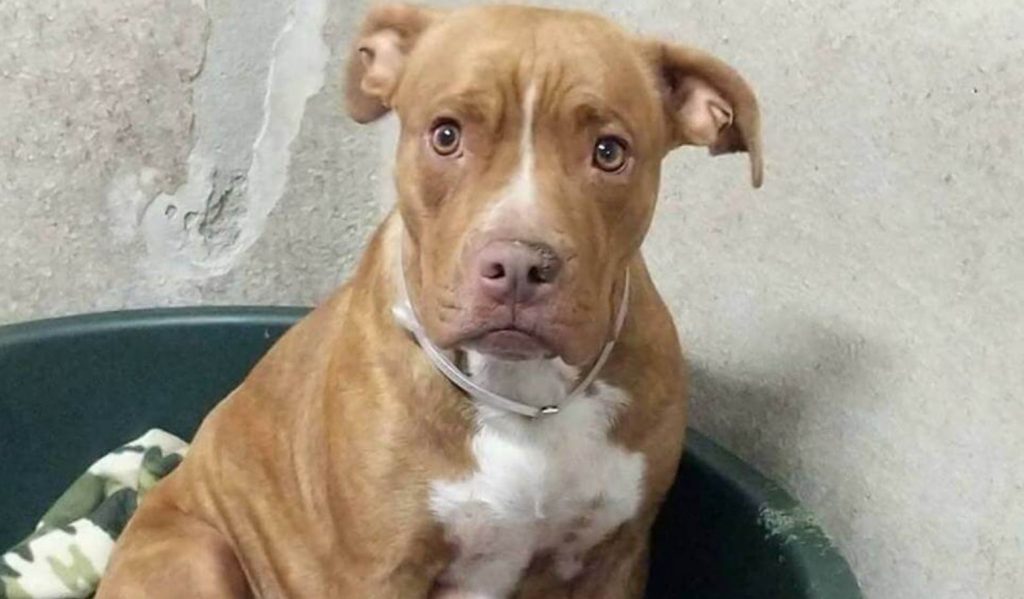 No puppies, no interest, no hope – young dog forgotten at animal control