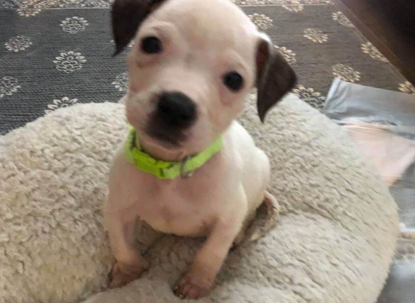 Puppies dumped behind car dealership ready to be adopted