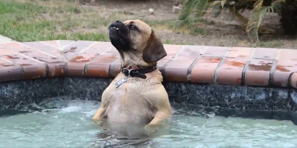 Dog Discovers Relaxing Powers Of A Hot Tub, And The Internet Is Here For It