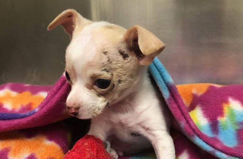 4-week-old puppy with talon marks on his head barely escapes hawk