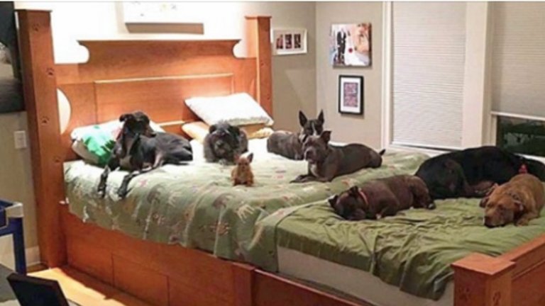 Couple Custom-Builds ‘Mega Bed’ So All 8 Of Their Rescue Dogs Can Sleep With Them