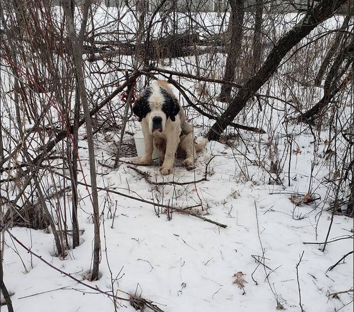 After over 2 weeks, elderly puppy mill survivor found tangled in the woods