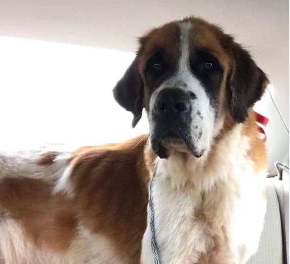 Homeless St. Bernard found wandering near Texas border