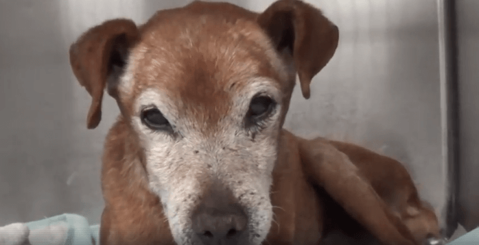 Elderly dog surrendered – family no longer wanted the responsibility