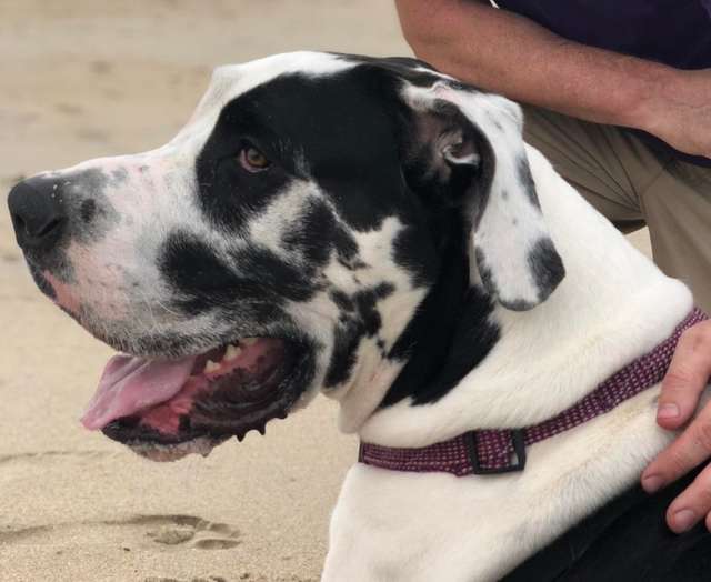 Floyd The Dog Has A Picture Of Himself On His Ear, And People Can’t Unsee It