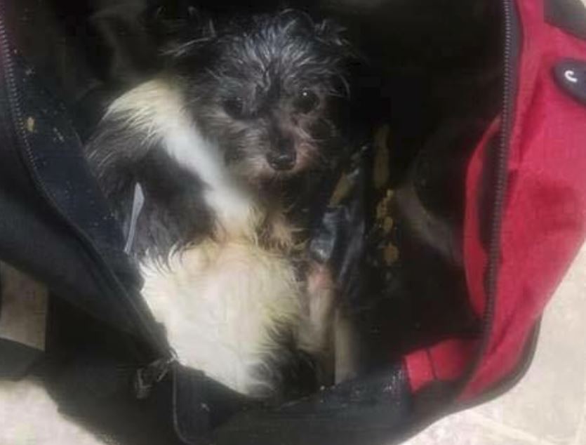 Dog found abandoned along a road in a backpack