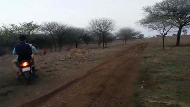 Three men ride motor bikes over dirt road to harass pride of lions