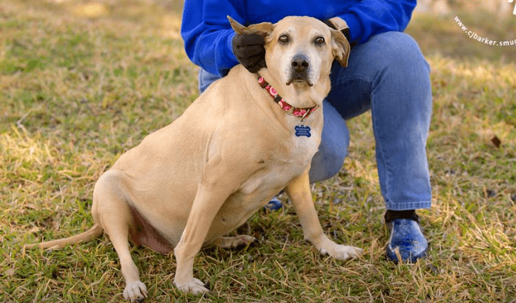 Elderly dog has spent most of her life homeless – will anyone give her a chance?