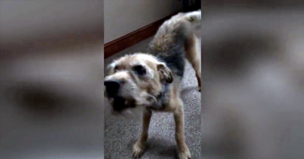 Deaf 17-Yr-Old Dog Turns Into Puppy The Second He Realizes Mom Is Home