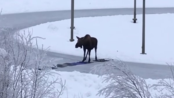 Good Samaritans See Moose Struggling On Ice Rink And Come To The Rescue
